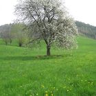 blühender Baum auf der Wiese