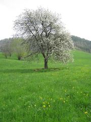 blühender Baum auf der Wiese