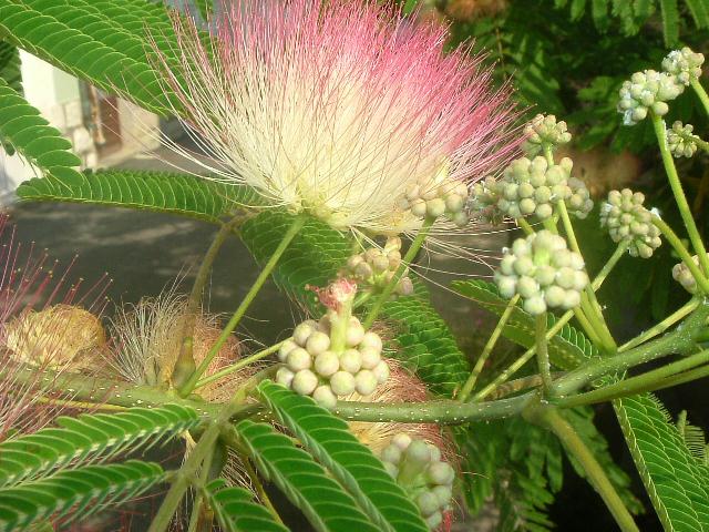 Blühender Baum auf Insel Rab