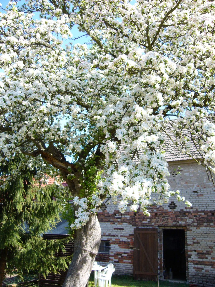 Blühender Baum