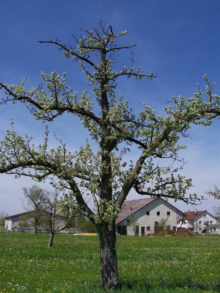 Blühender Baum