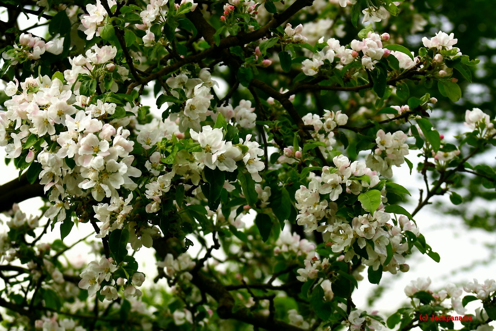 Blühender Baum