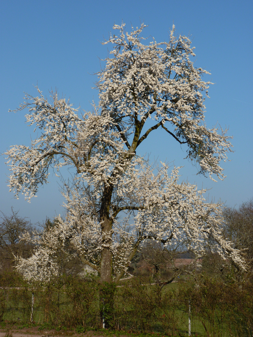 blühender Baum