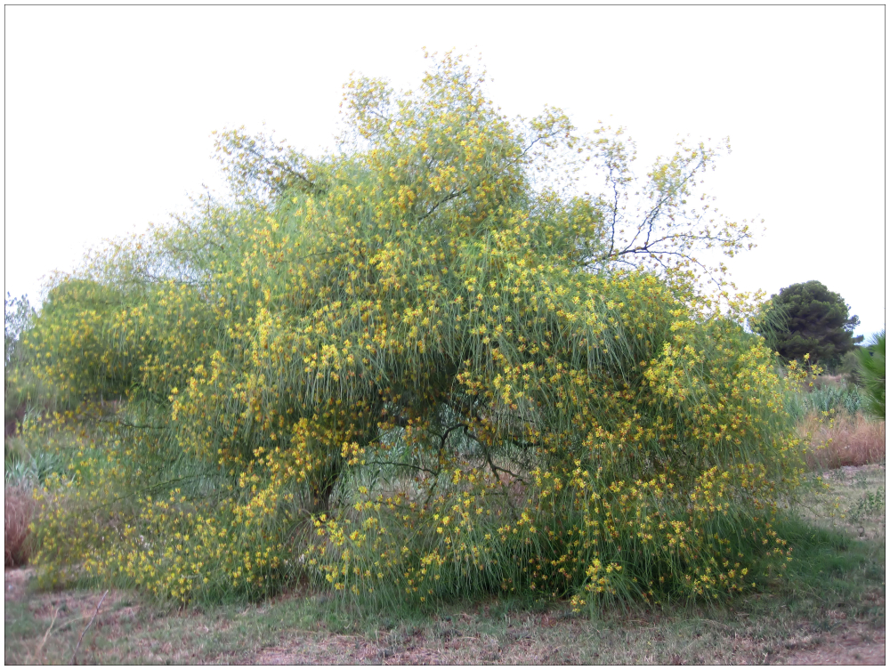 blühender Baum