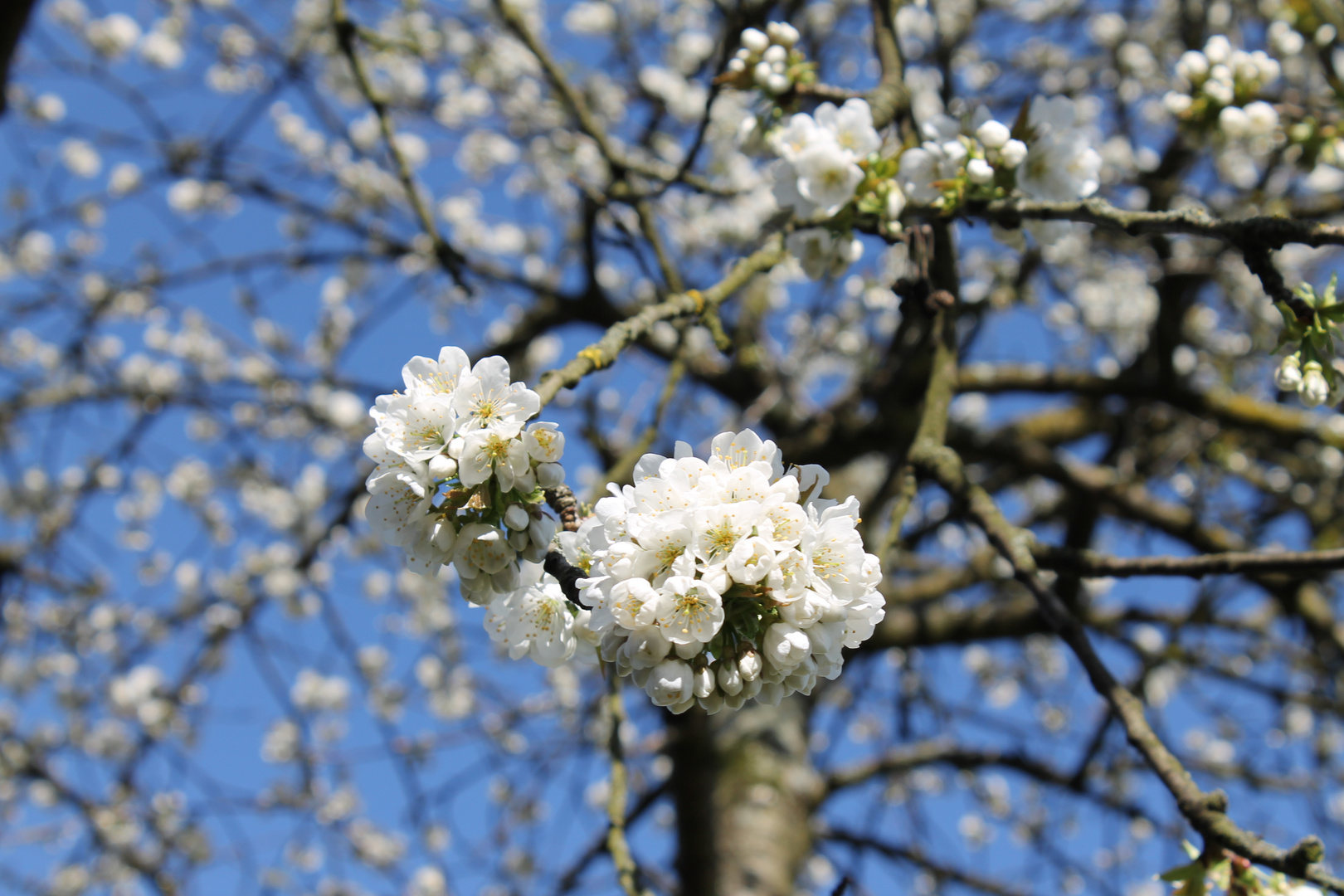 Blühender Baum