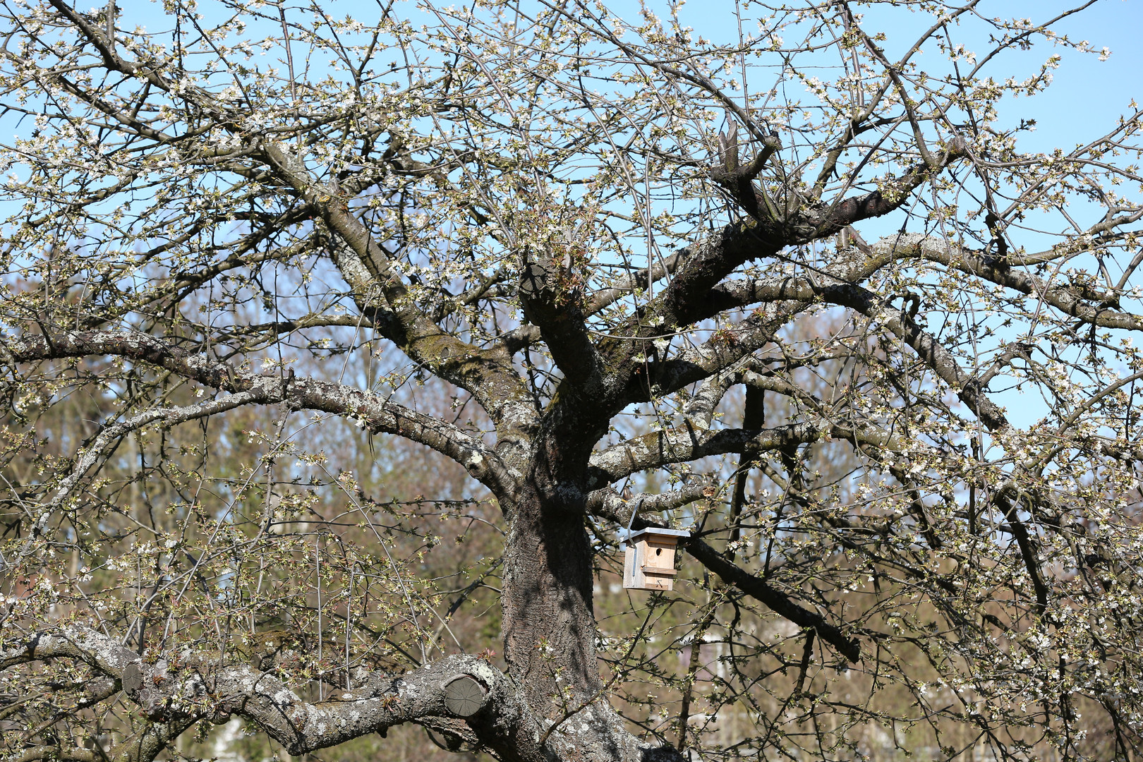 blühender Baum