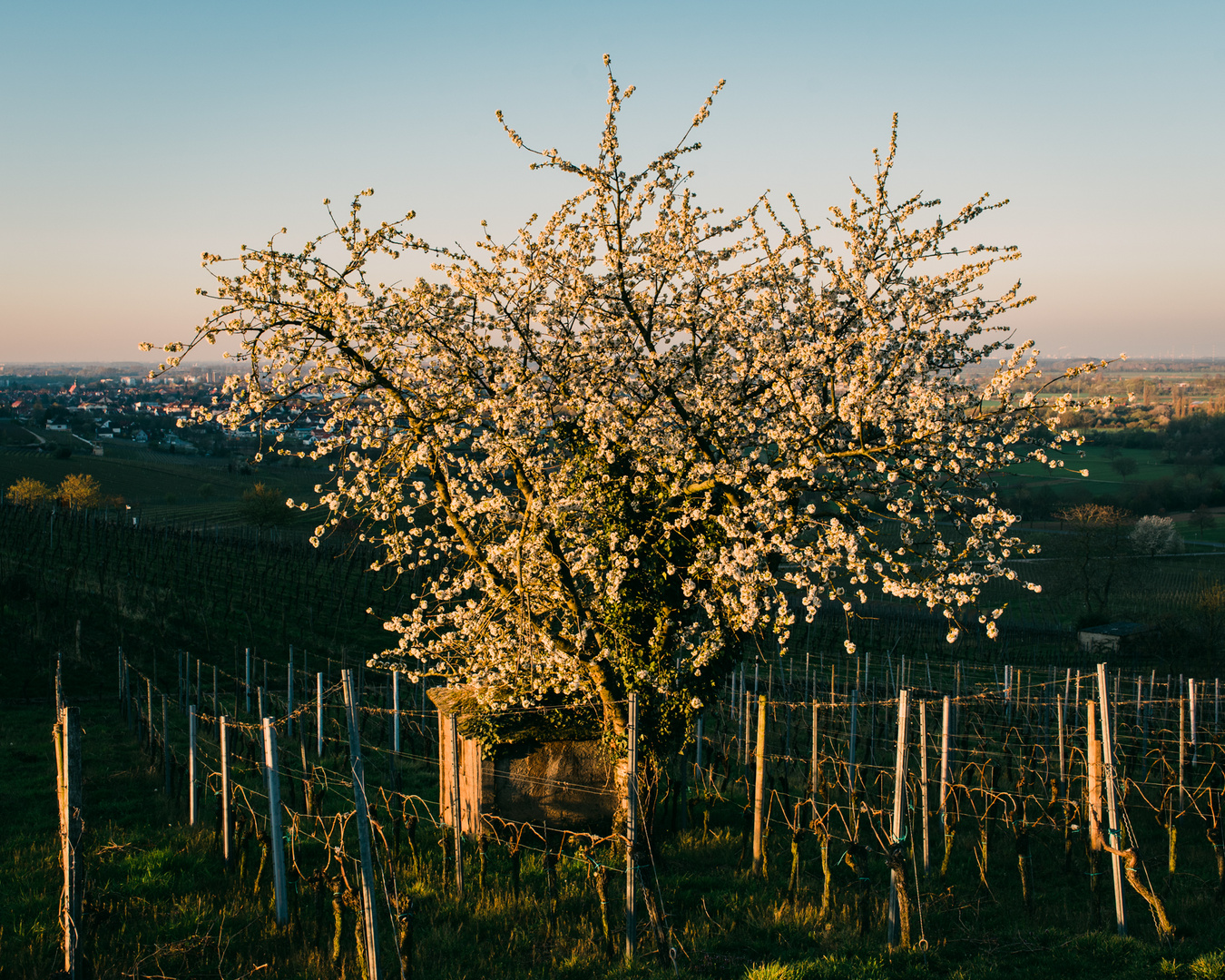 blühender Baum im Morgenlicht 2020