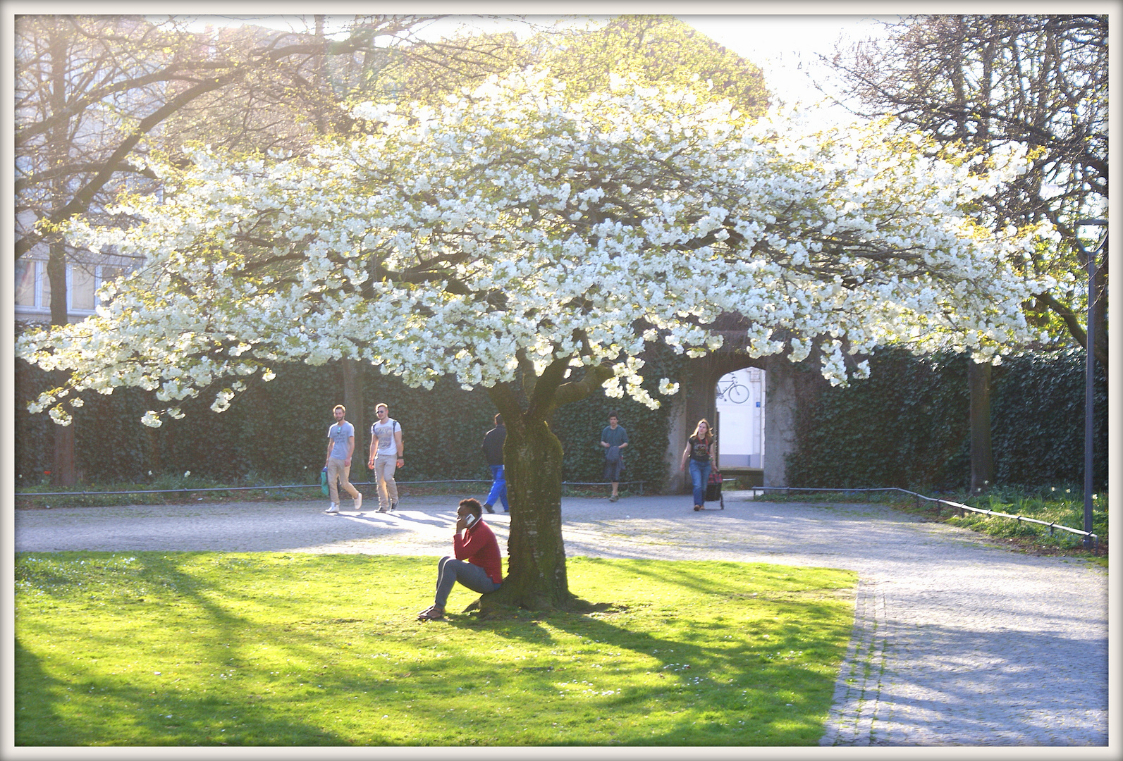 Blühender Baum im Ravensberger Park in Bielefeld.