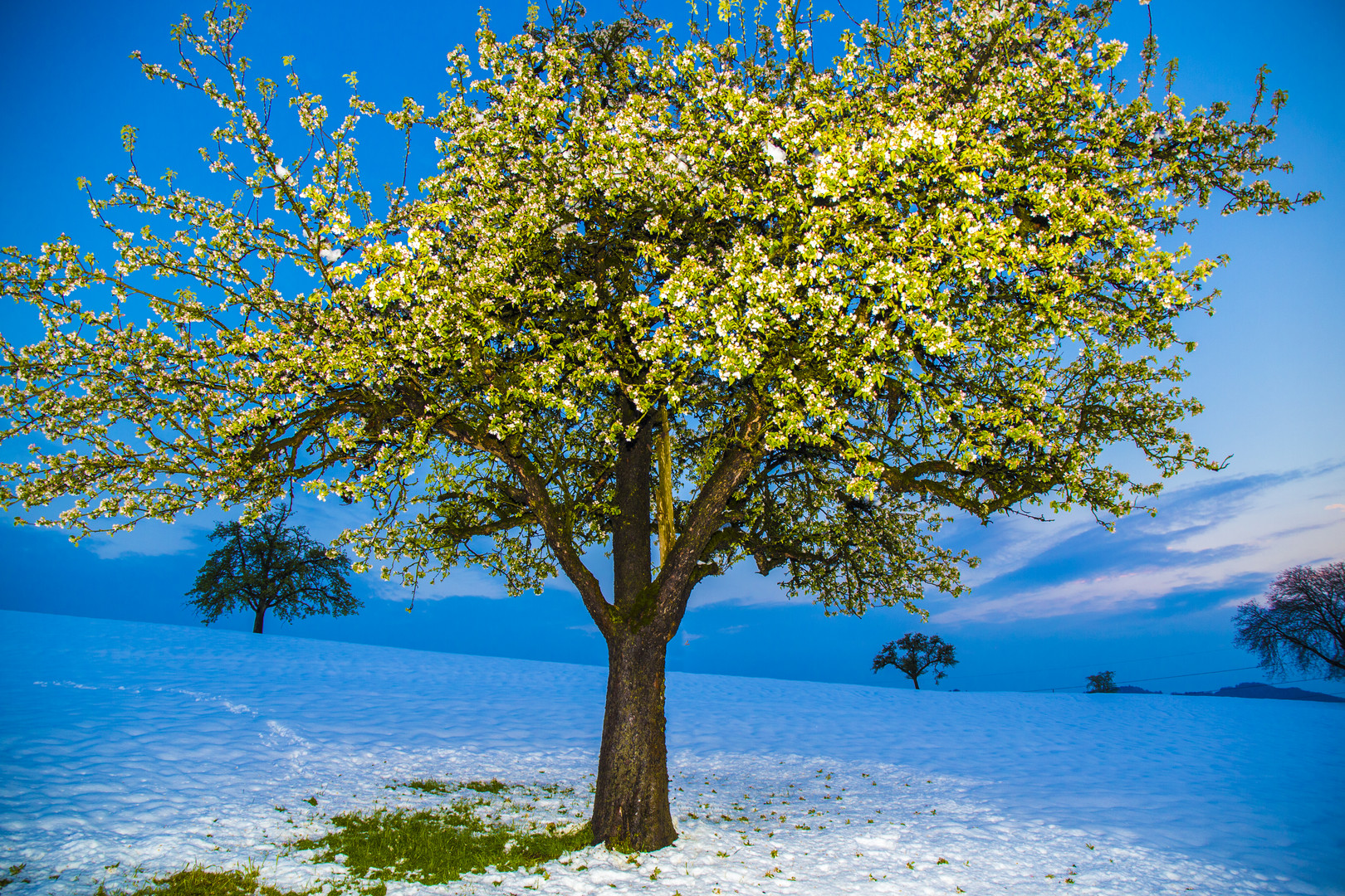 Blühender Baum im Schnee