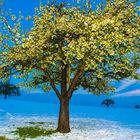 Blühender Baum im Schnee