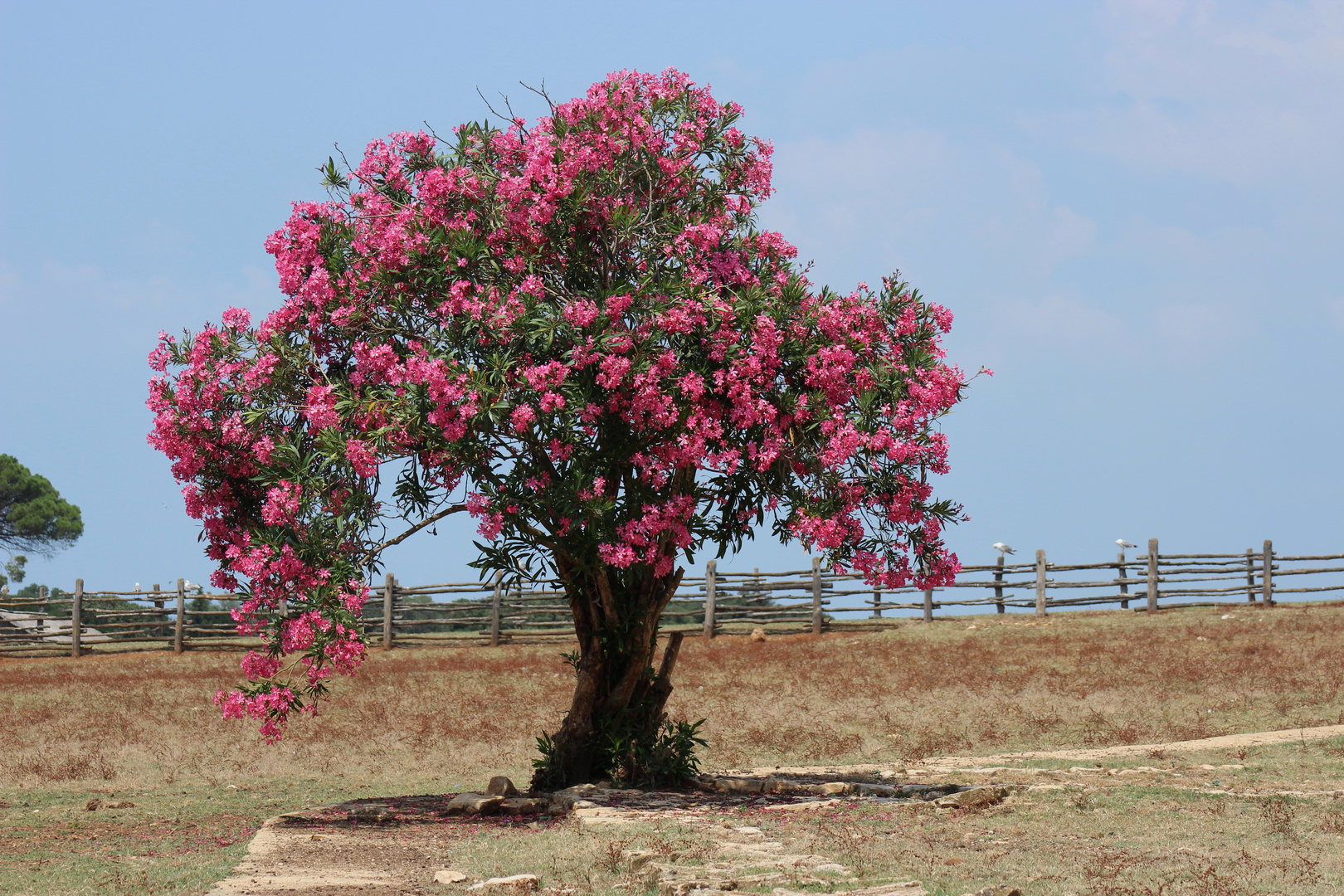 blühender Baum in Steppenlandschaft