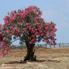 blühender Baum in Steppenlandschaft