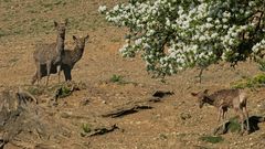 blühender Baum mit Hirsche