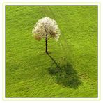 Blühender Baum mitten auf der Wiese