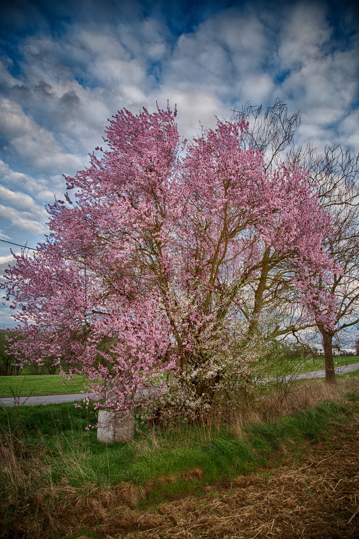 Blühender Baum über Marterl