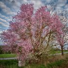 Blühender Baum über Marterl