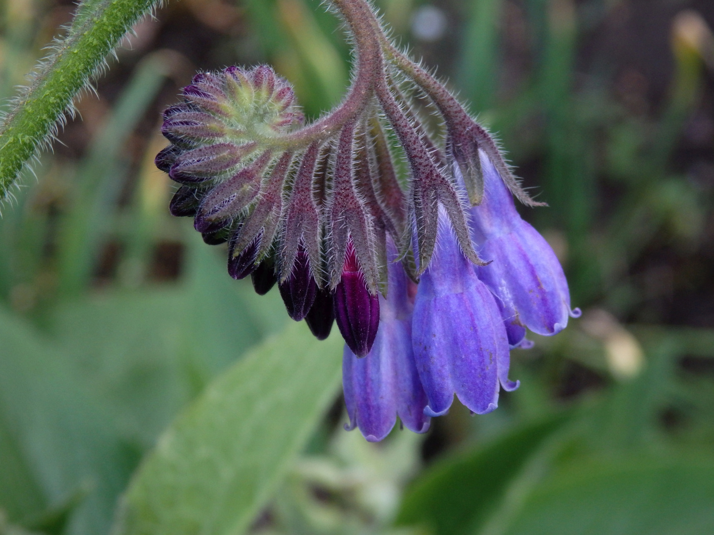 Blühender Beinwell (Symphytum officinale)