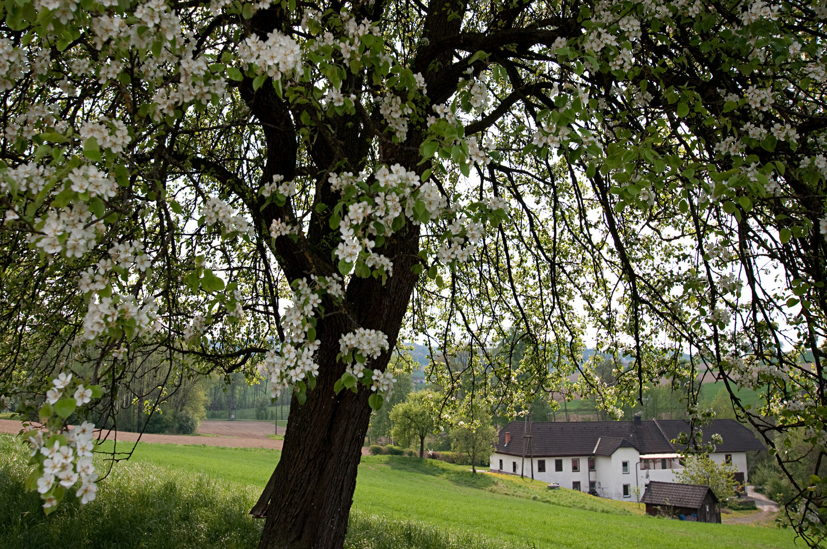 blühender Birnbaum