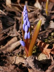 Blühender Blaustern (Scilla)