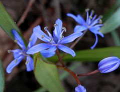 Blühender Blaustern (Scilla)