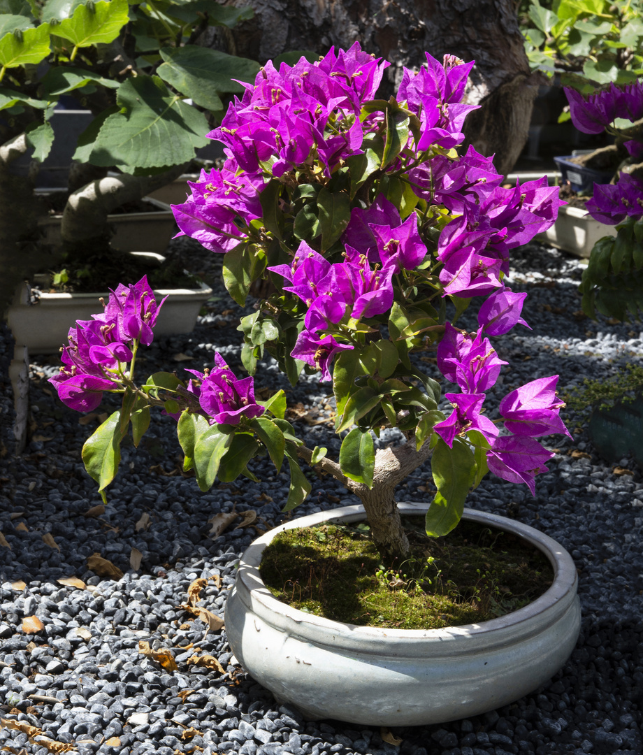 Blühender Bonsai 