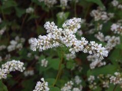 Blühender Buchweizen (Fagopyrum esculentum) im Botanischen Garten der Universität Münster