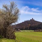 Blühender Busch mit Wachsenburgblick