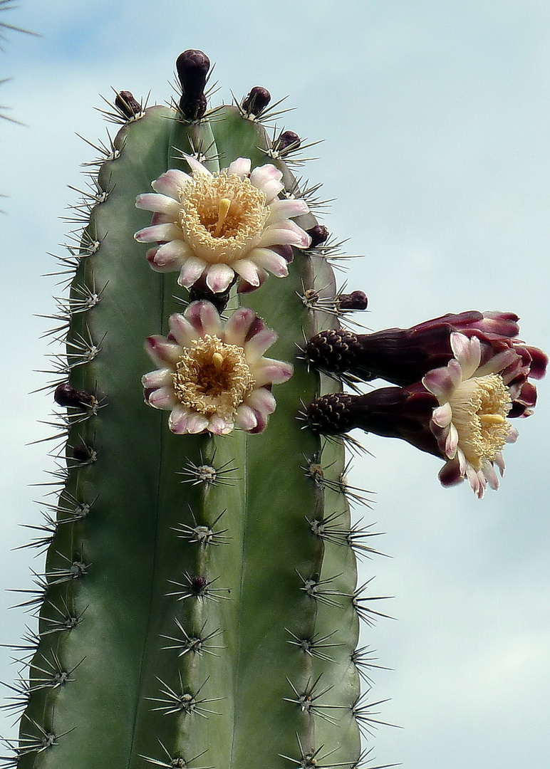 Blühender Cereus