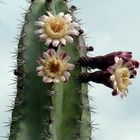 Blühender Cereus