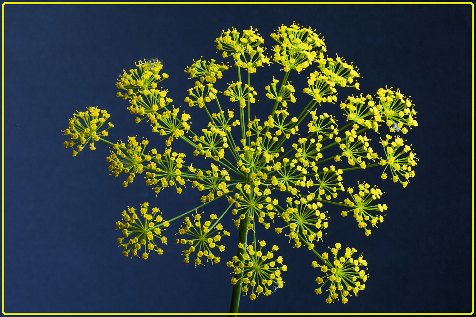 Blühender Dill