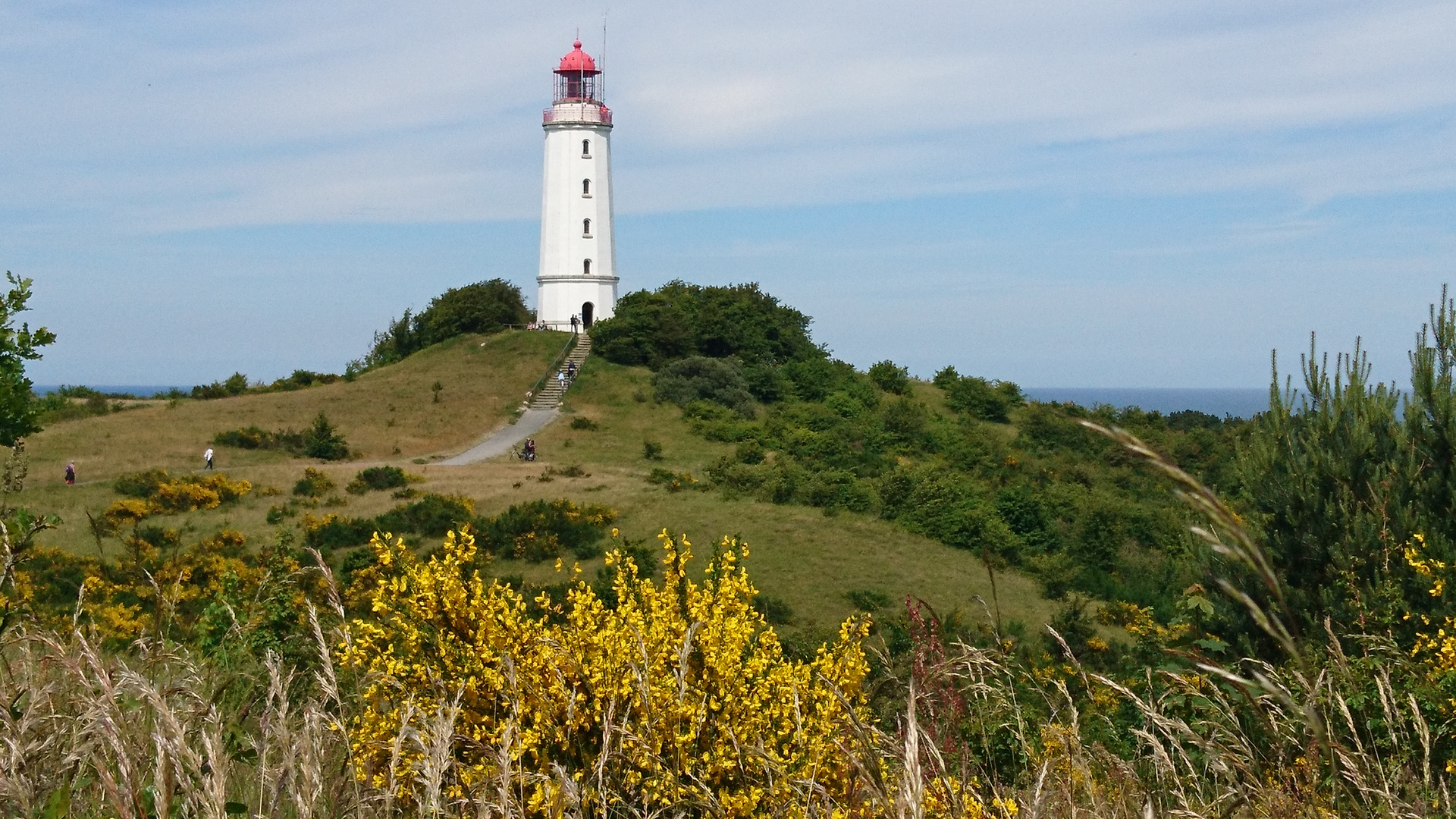 Blühender Dornbusch / Hiddensee 