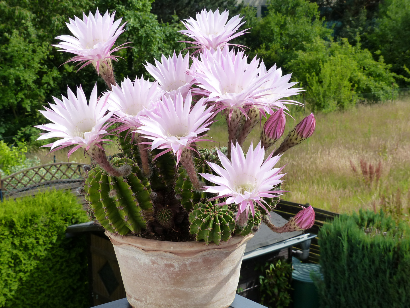 blühender Echinopsis oxygona