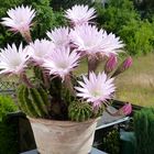 blühender Echinopsis oxygona