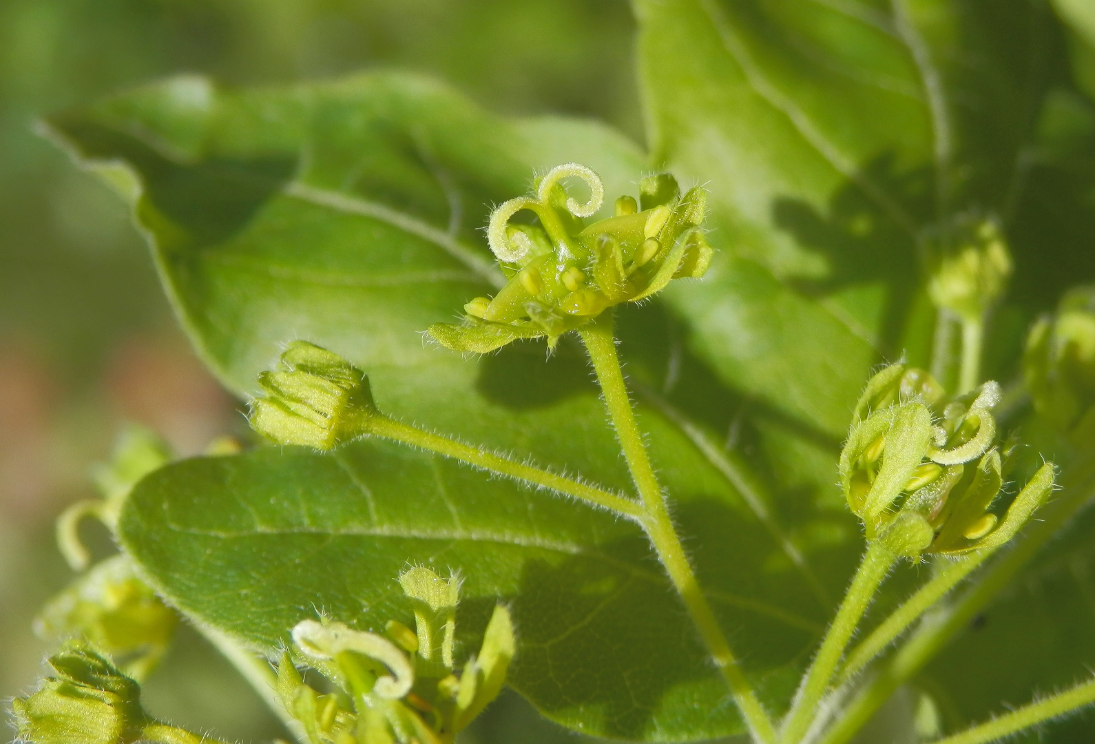 Blühender Feldahorn (Acer campestre)