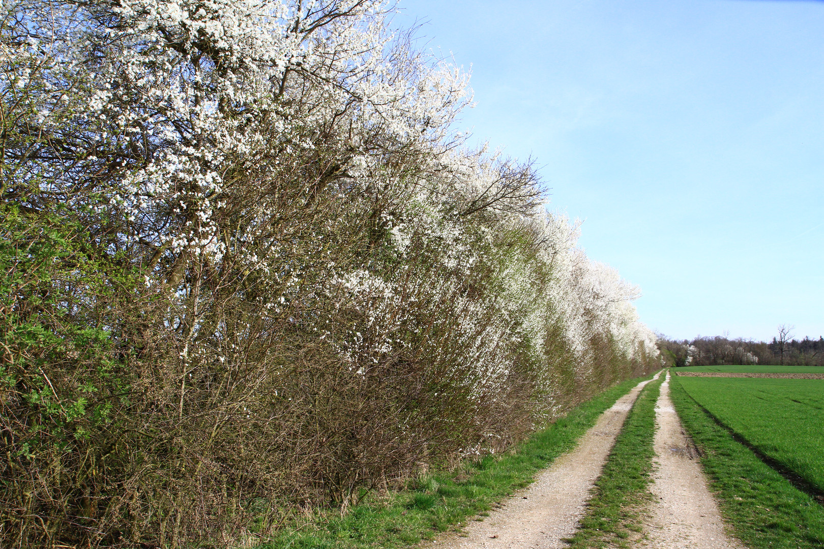 blühender feldweg