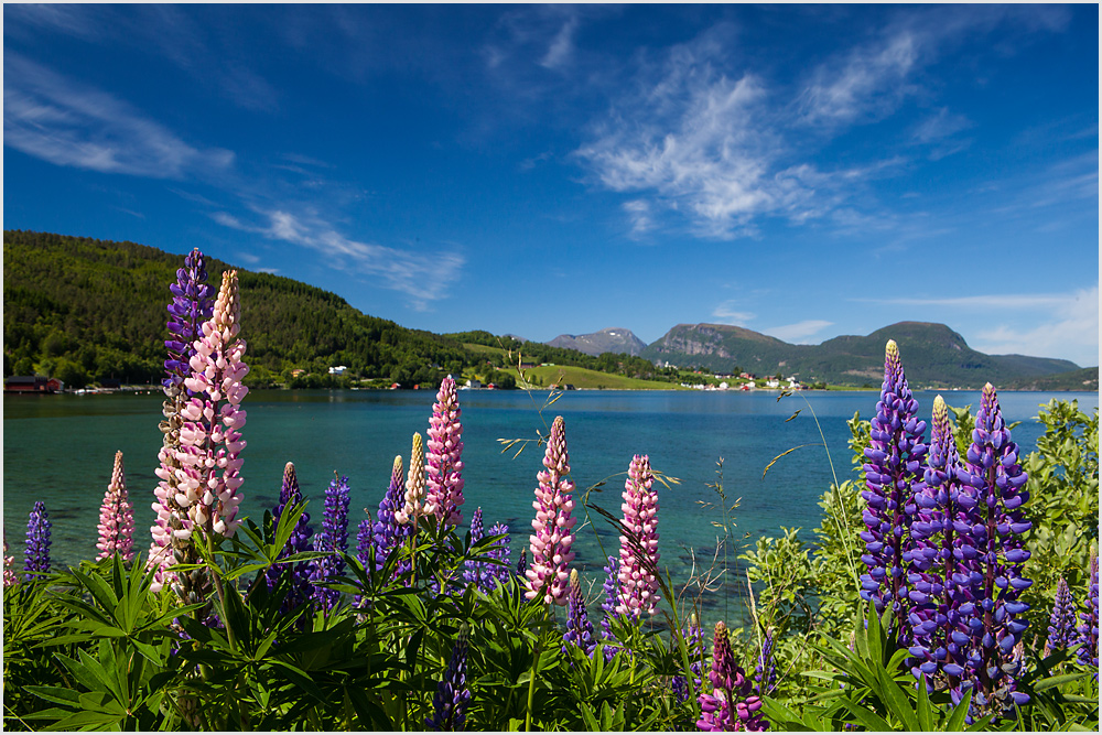 Blühender Fjord