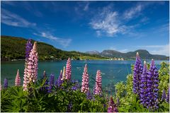 Blühender Fjord