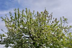 Blühender Fliederbusch