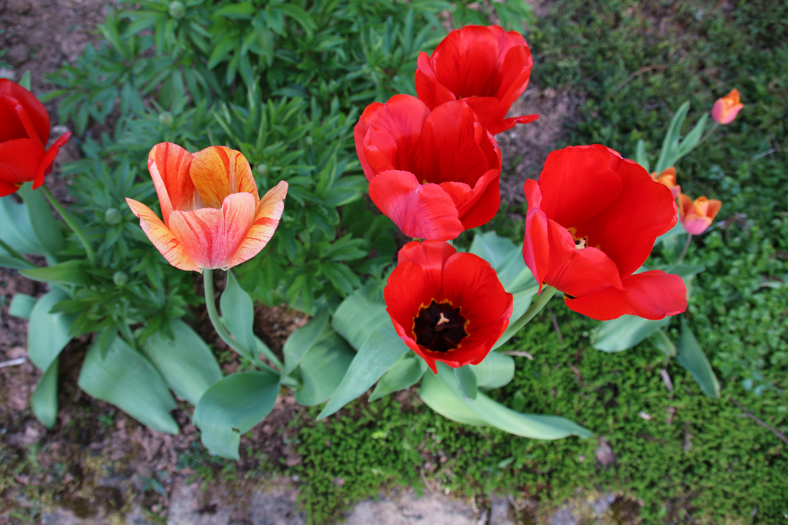 Blühender Frühling