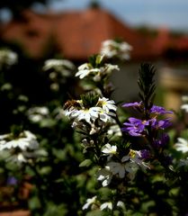 BLÜHENDER FRÜHLING