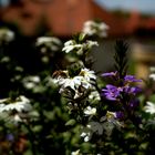 BLÜHENDER FRÜHLING