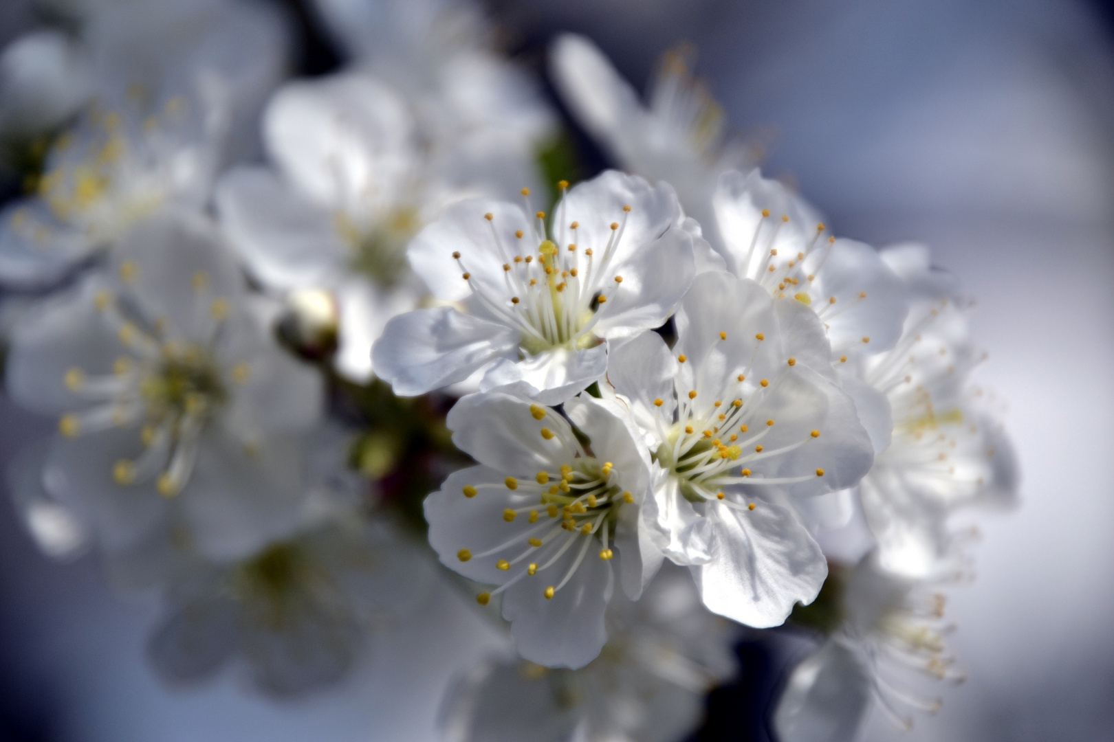 blühender Frühling