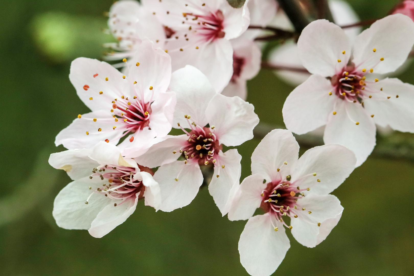 Blühender Frühling