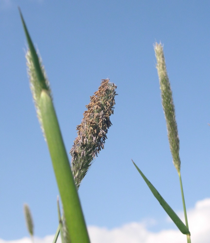 blühender Fuchsschwanz am Feldrand