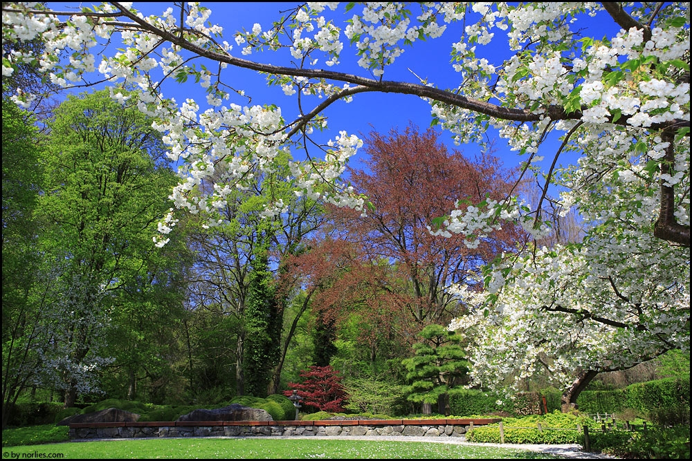 Blühender Garten Foto &amp; Bild deutschland, europe, bayern