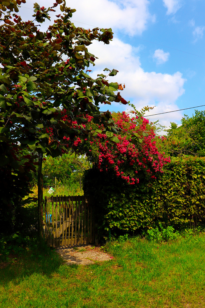 Blühender Garteneingang
