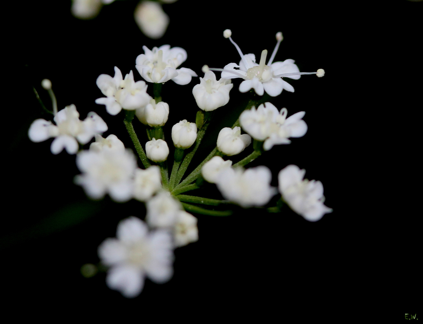 blühender Giersch ( Aegopodium podagraria )