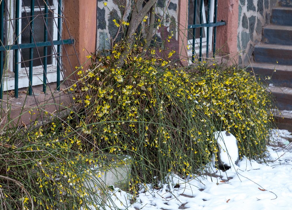 blühender Ginster im Schnee