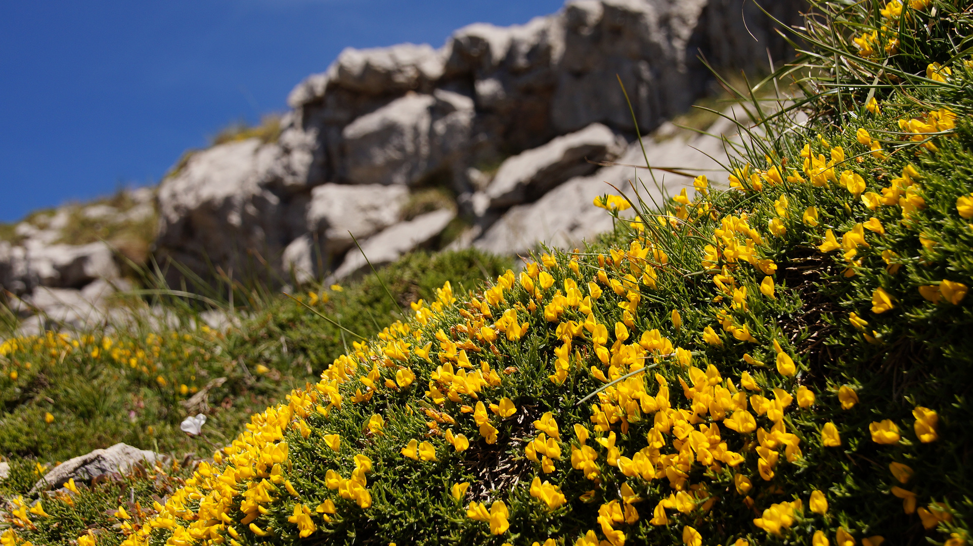 Blühender Ginster (Picos de Europa) Kantabrien