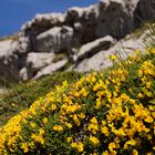 Blühender Ginster (Picos de Europa) Kantabrien